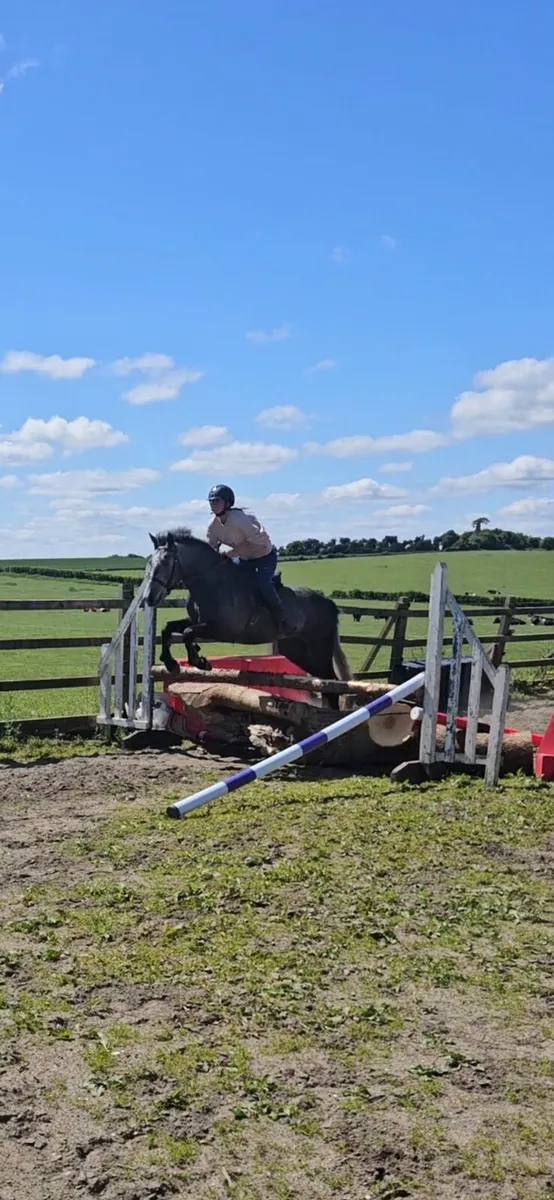 connemara gelding - Image 4