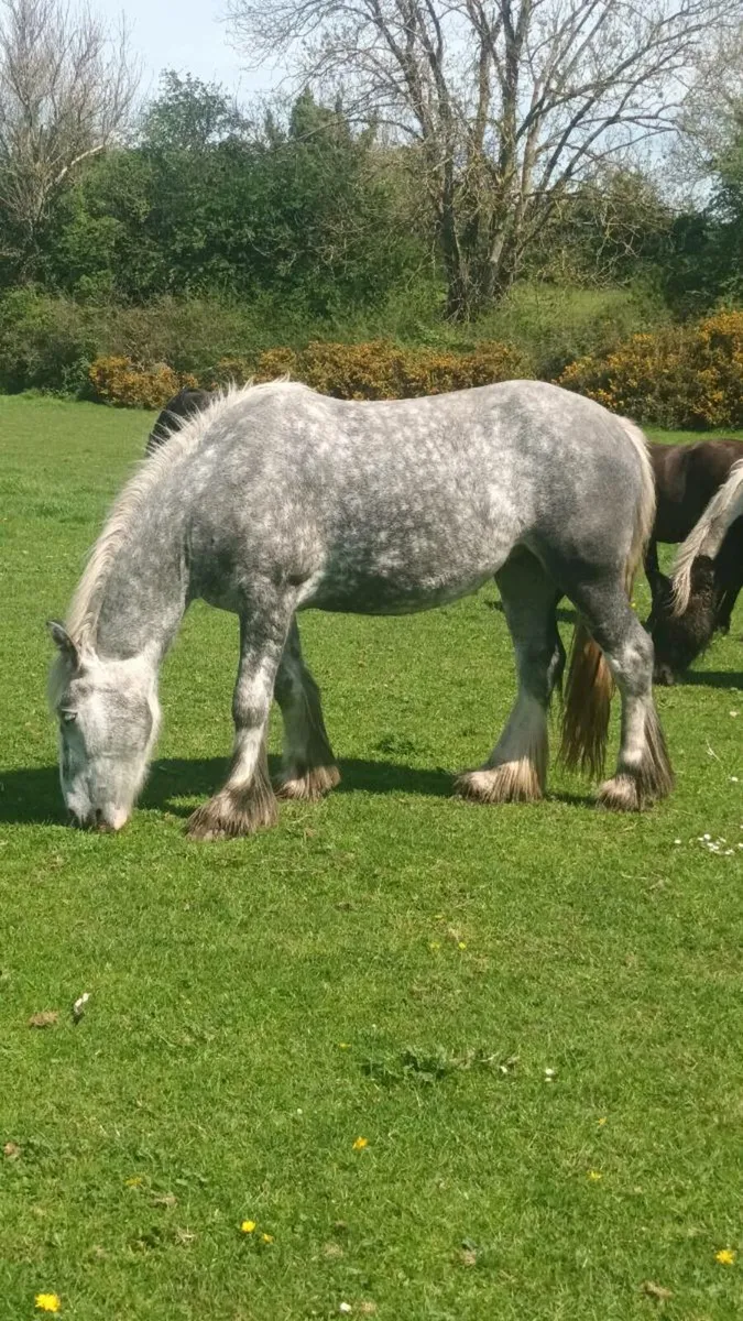 Classy mare - Image 1