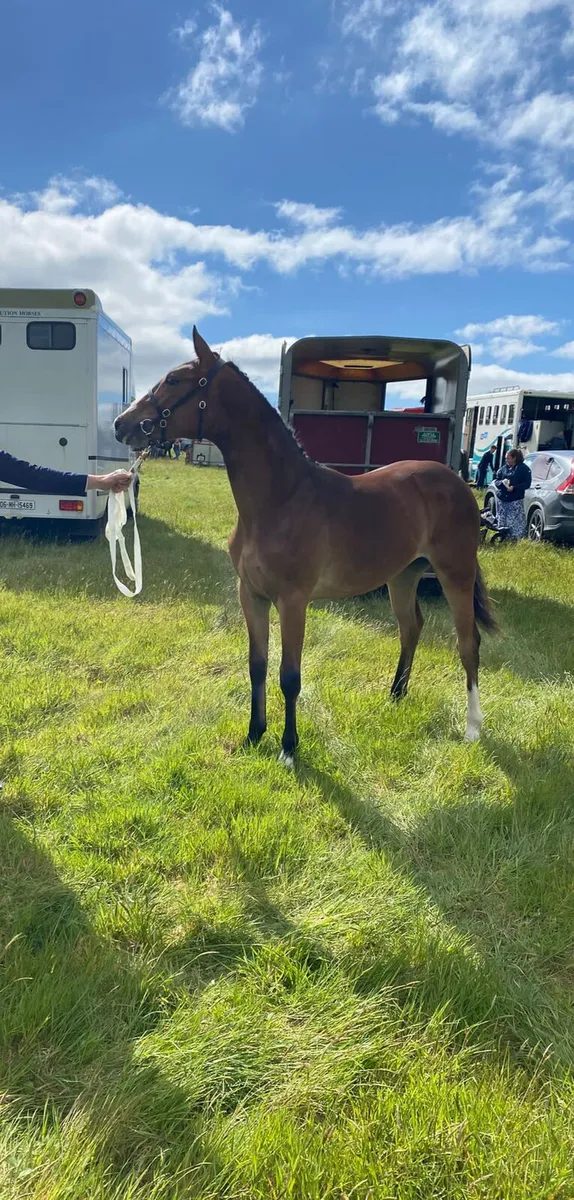 Outstanding yearling  filly ish - Image 3