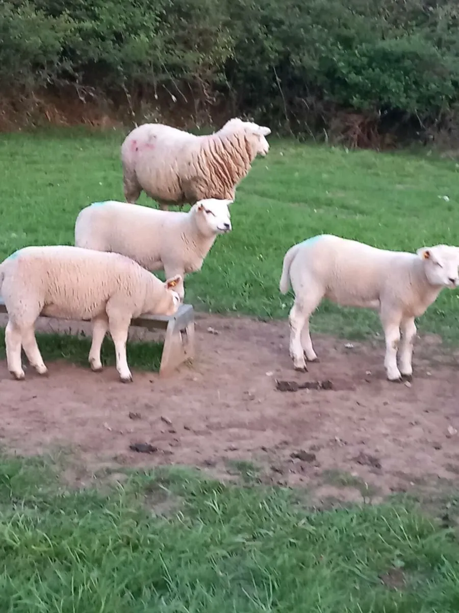 Ewes with Lambs - Image 1
