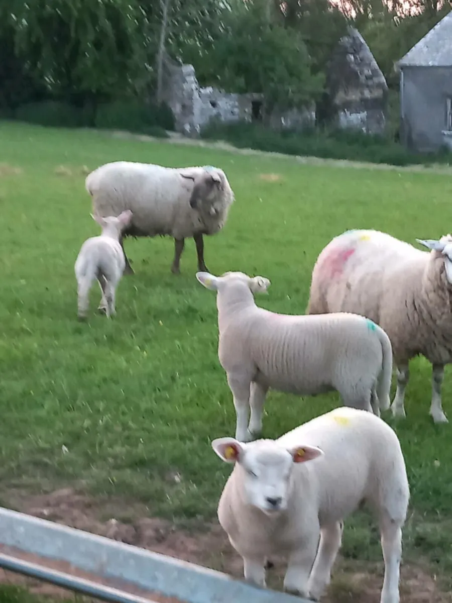 Ewes with Lambs - Image 2