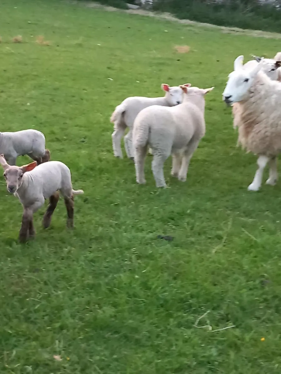 Ewes with Lambs - Image 3