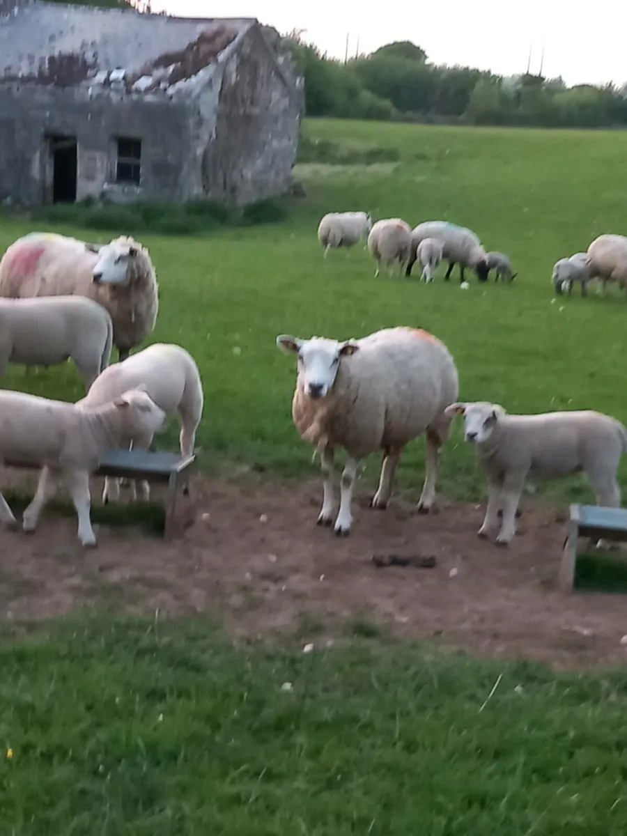 Ewes with Lambs - Image 4