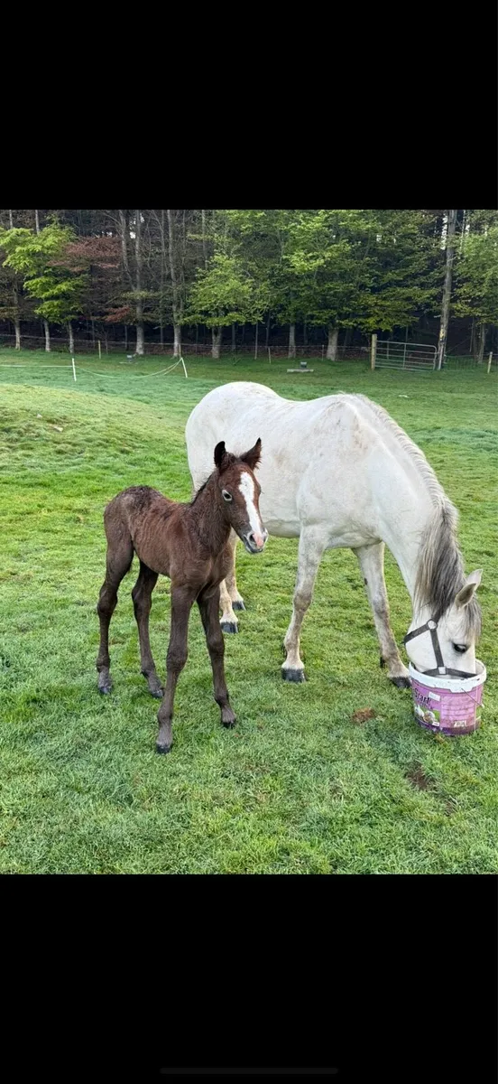 Connemara mare and foal - Image 2