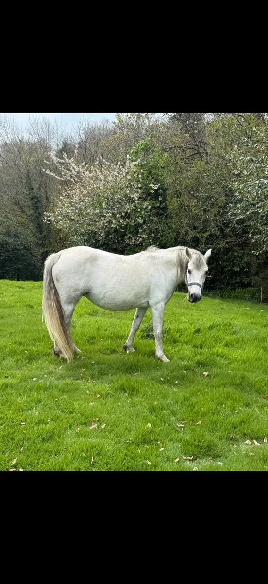 Connemara mare and foal - Image 3