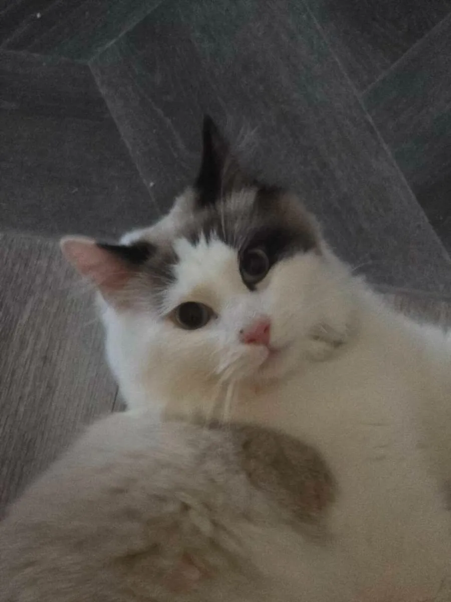 Mr Bentley ragdoll - Image 2