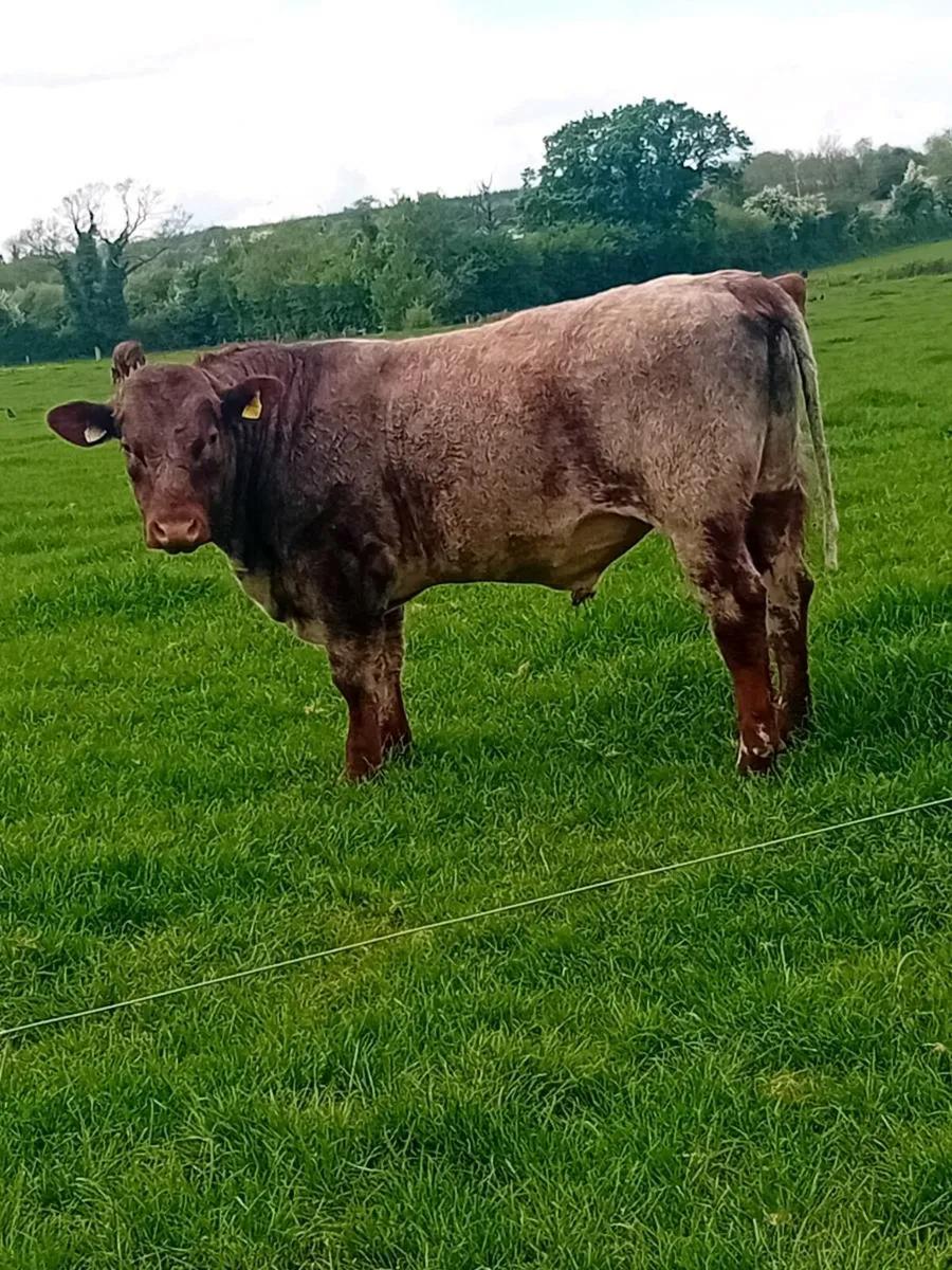 Purebred shorthorn bull - Image 1