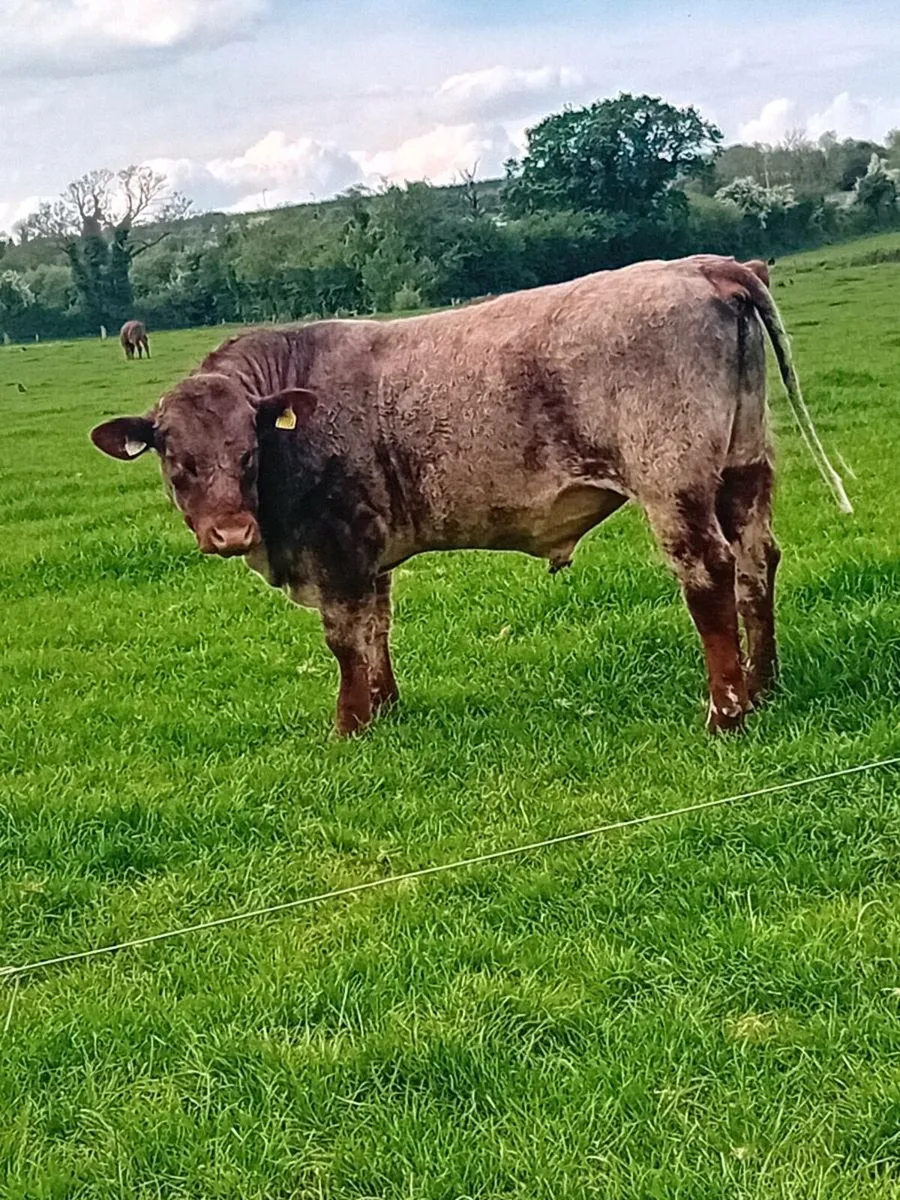 Purebred shorthorn bull - Image 2