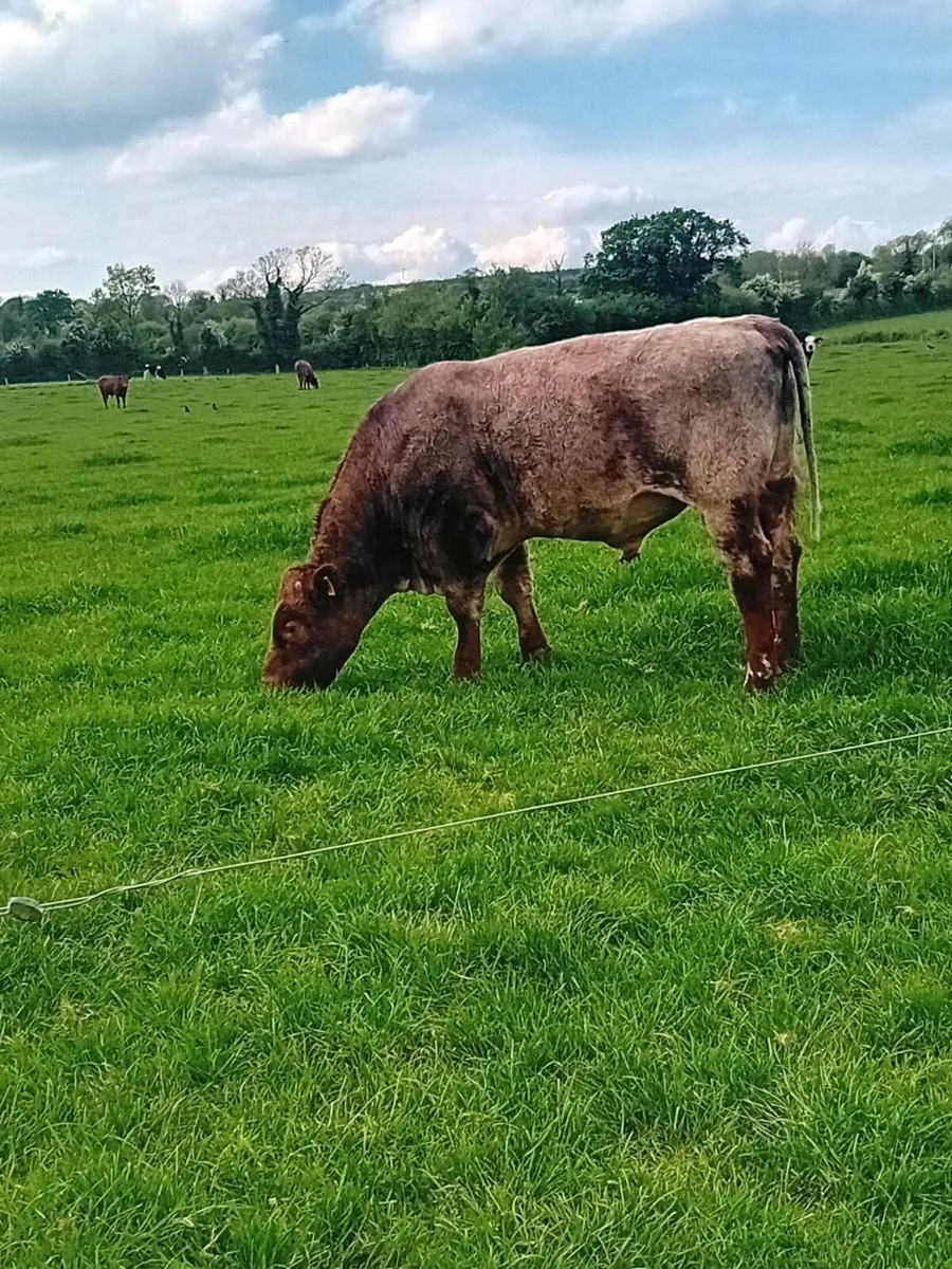 Purebred shorthorn bull - Image 3