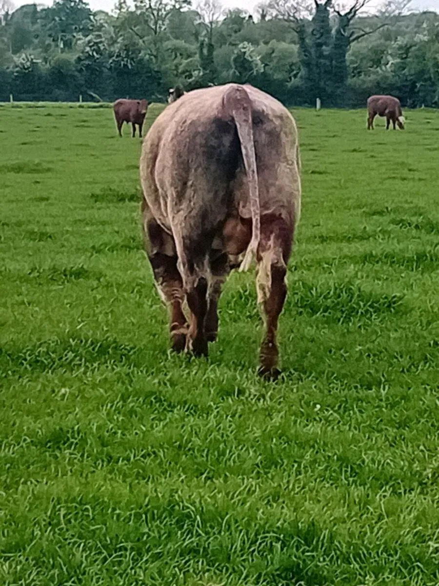 Purebred shorthorn bull - Image 4