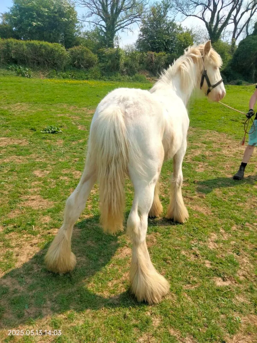 Palomino and white colt - Image 1