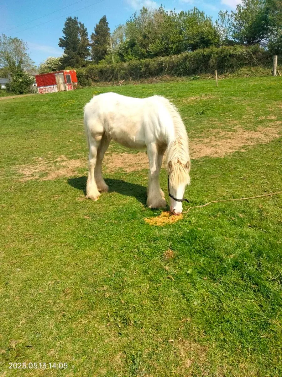 Palomino and white colt - Image 3