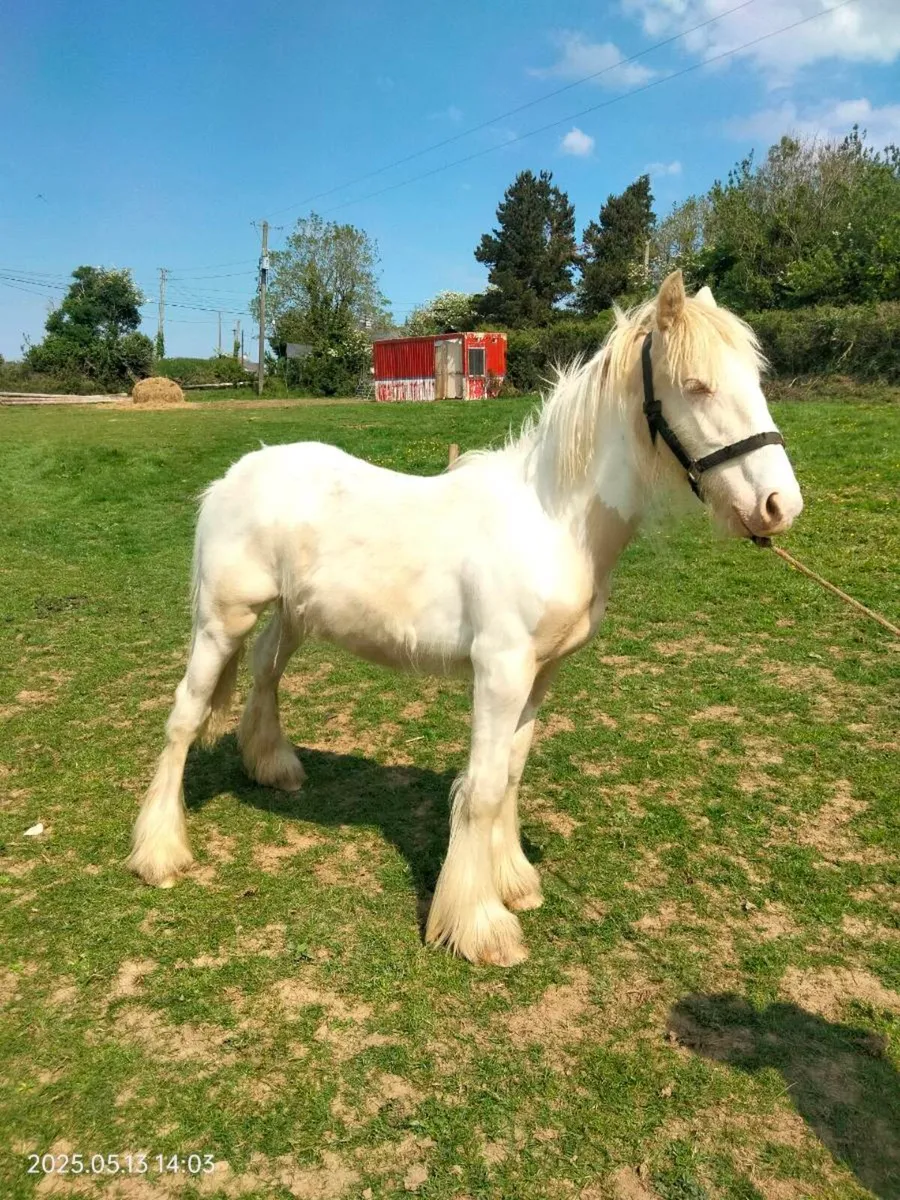 Palomino and white colt - Image 4