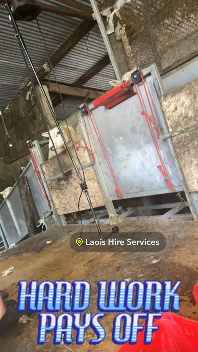Sheep shearing service - Image 2