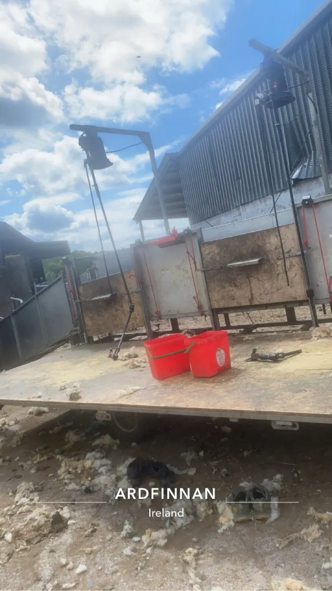 Sheep shearing service - Image 3