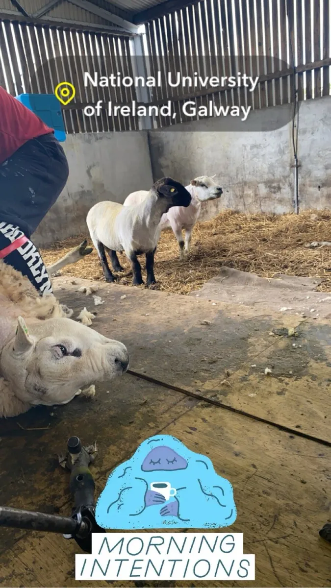 Sheep shearing service - Image 4