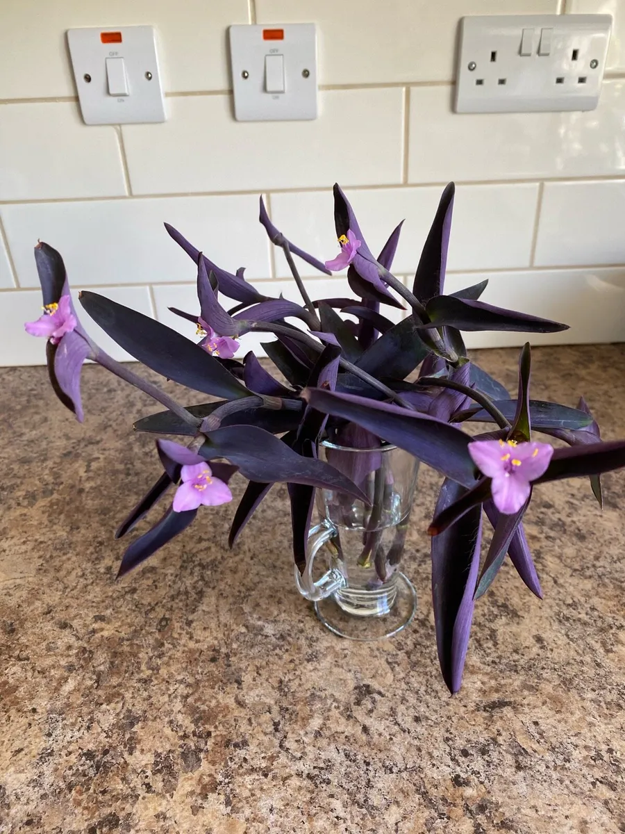 Houseplant Tradescantia Pallia Purple Heart 💜 - Image 2