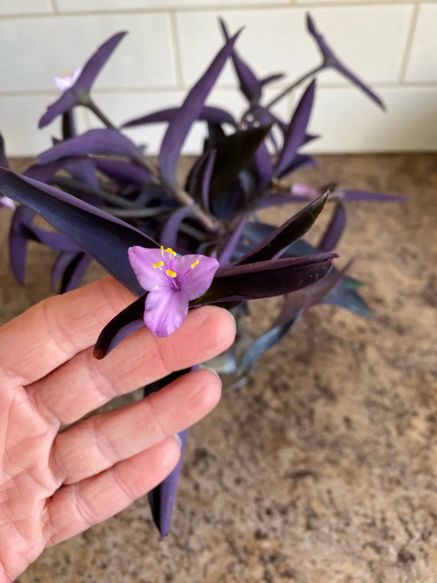 Houseplant Tradescantia Pallia Purple Heart 💜 - Image 3