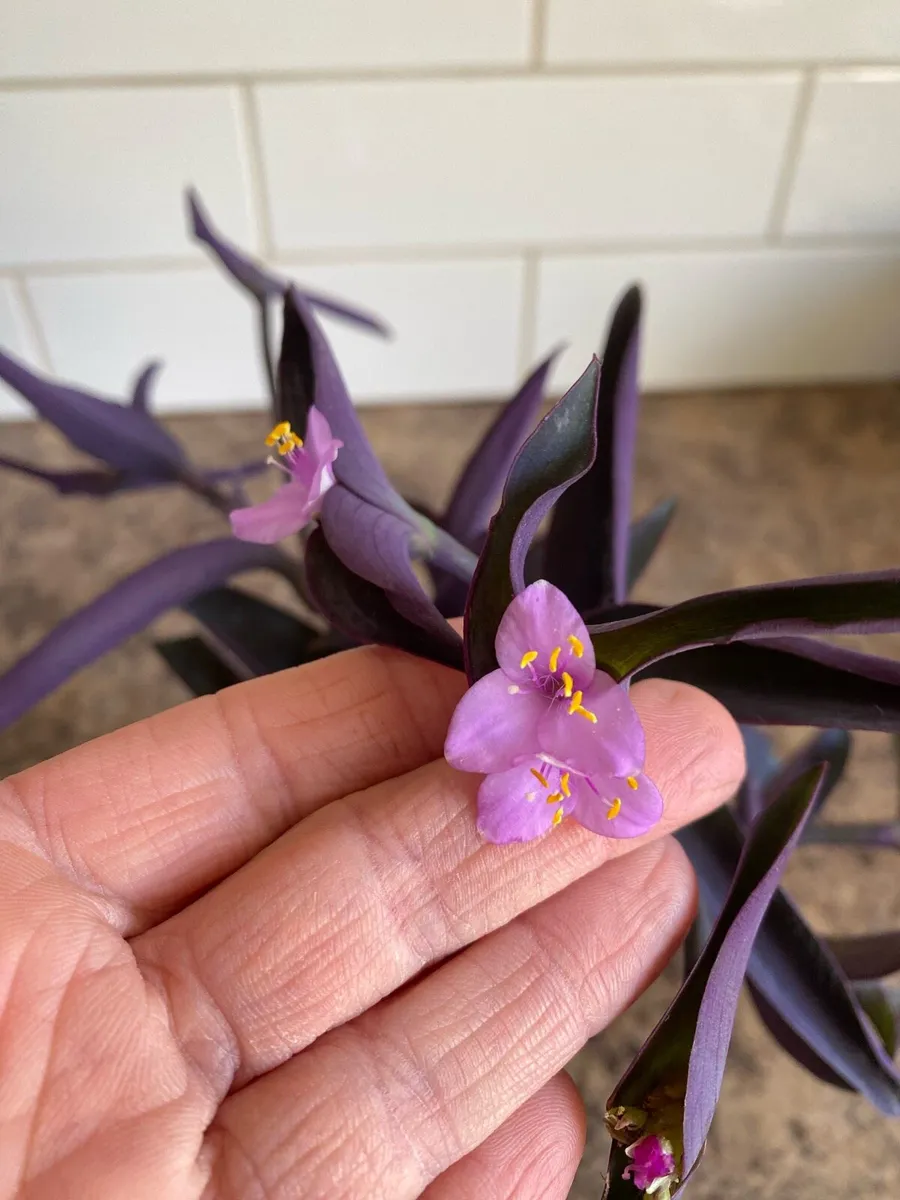 Houseplant Tradescantia Pallia Purple Heart 💜 - Image 4