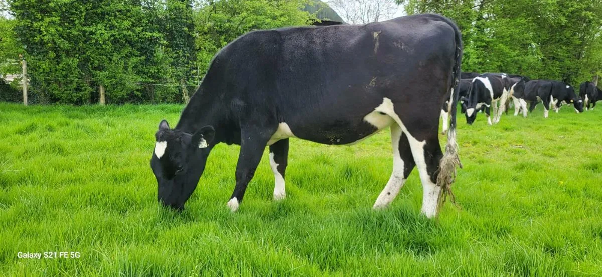 In Calf Heifers - Image 1