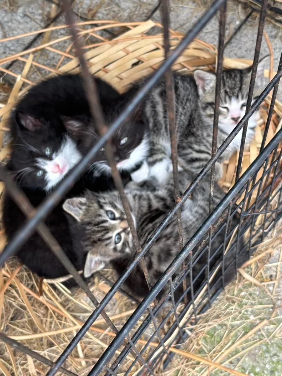Kittens for sale - Image 1