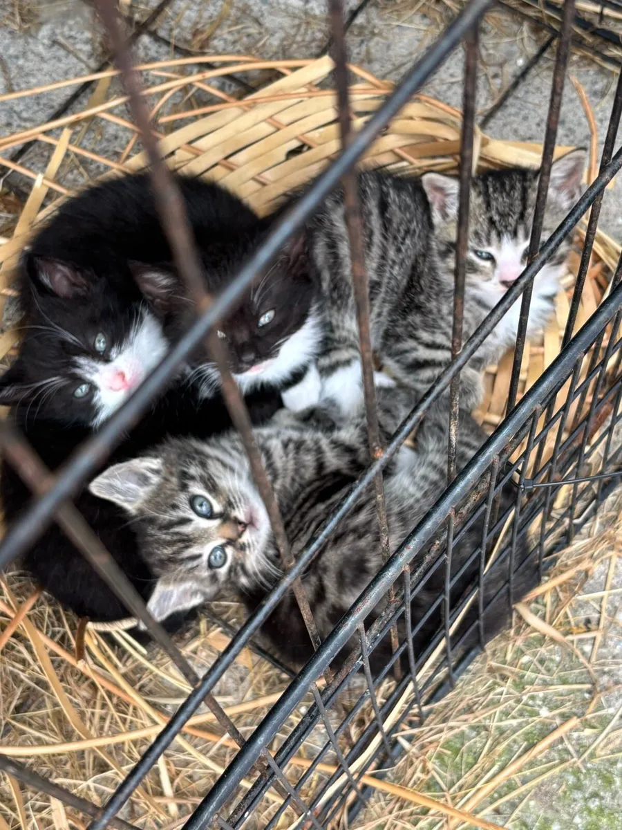 Kittens for sale - Image 2
