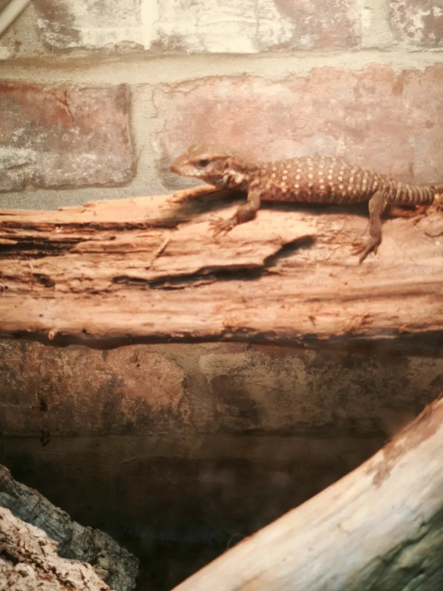 Baby savannah monitors - Image 1