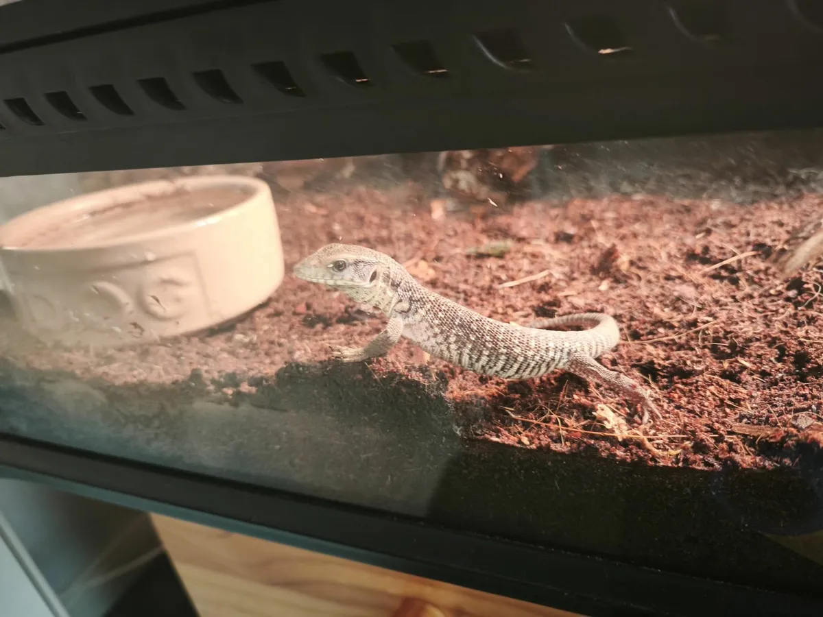 Baby savannah monitors - Image 2