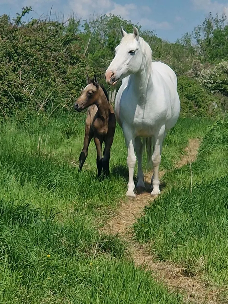 Connemara  mare - Image 1