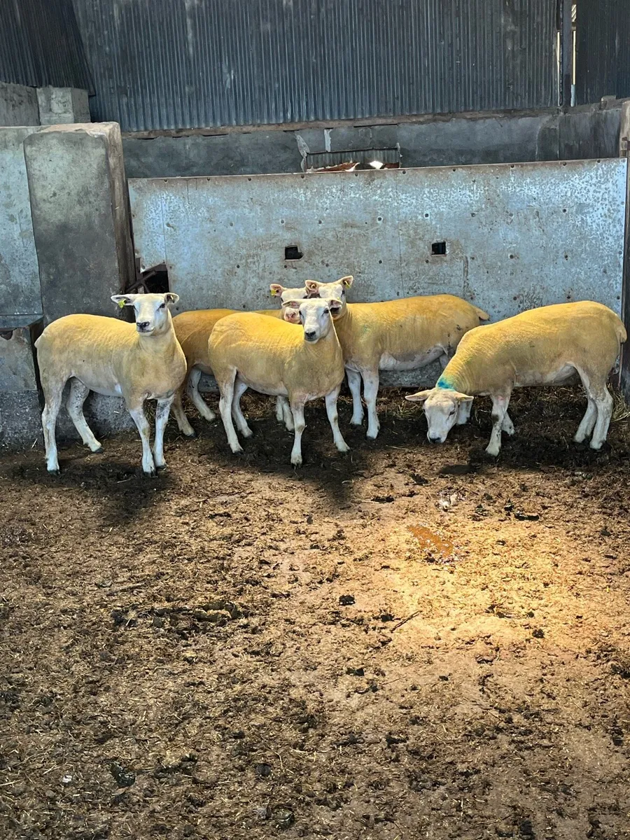 💥7 pedigree texel Hoggets 💥 - Image 1