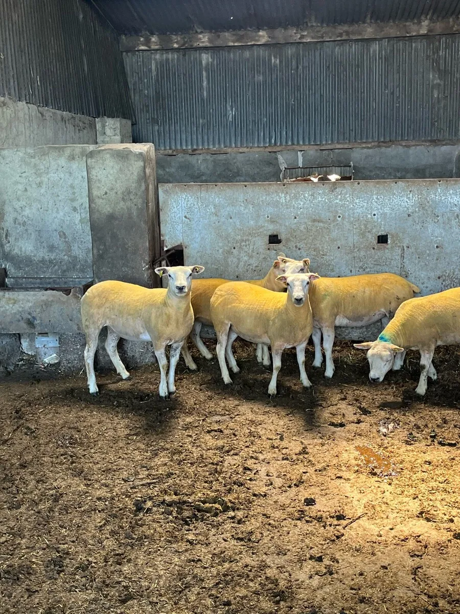 💥7 pedigree texel Hoggets 💥 - Image 2