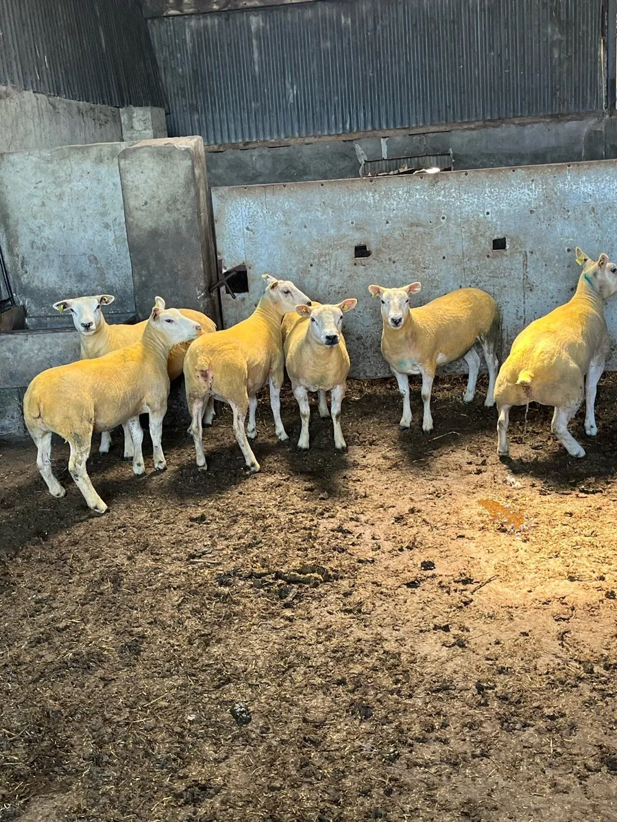 💥7 pedigree texel Hoggets 💥 - Image 3
