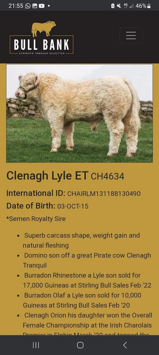 Top quality charolais bull - Image 2