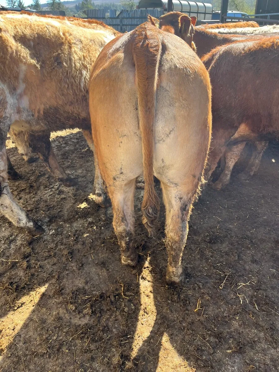 Heifer weanlings - Image 1