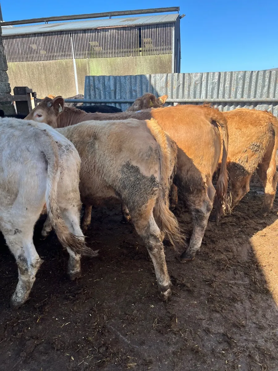 Heifer weanlings - Image 2