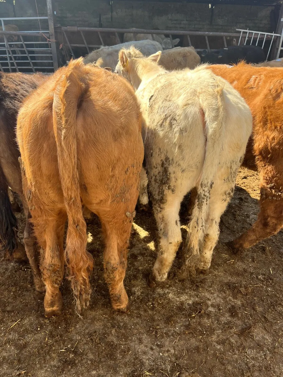 Heifer weanlings - Image 3
