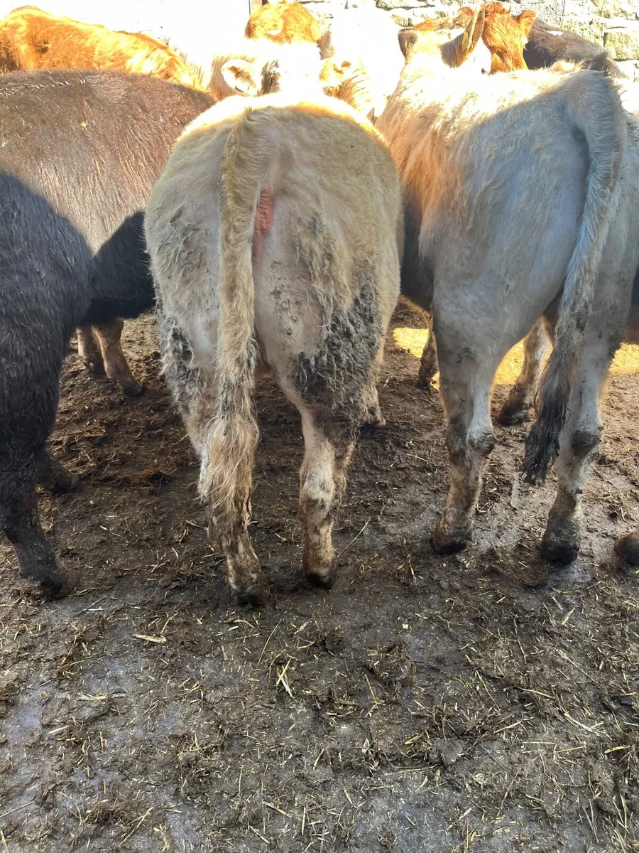 Heifer weanlings - Image 4