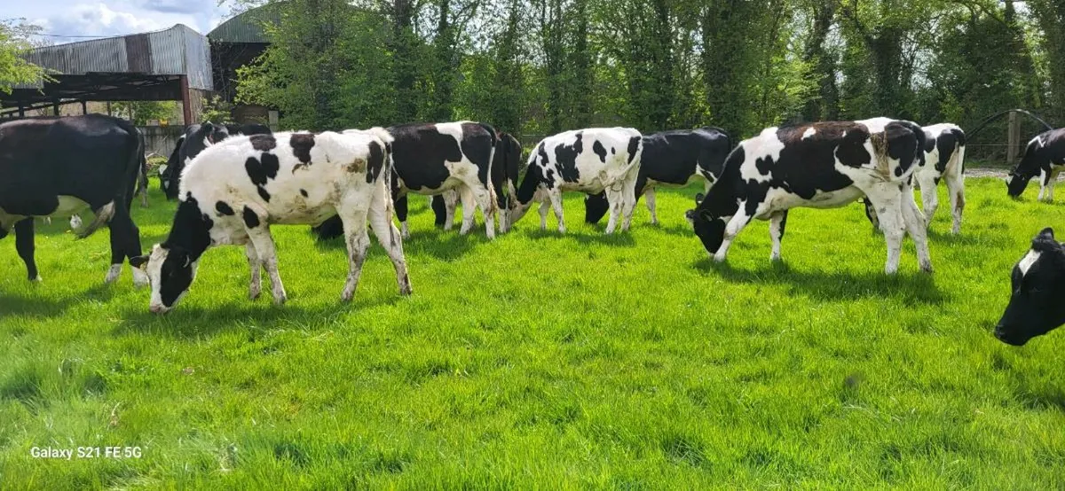 12 Holstein/Friesian heifers - Image 1