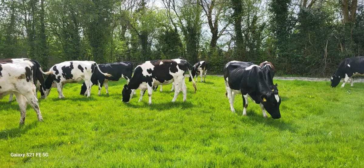 12 Holstein/Friesian heifers - Image 2