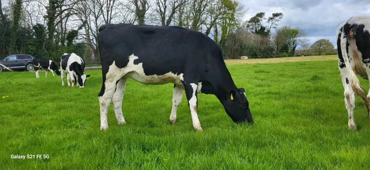 12 Holstein/Friesian heifers - Image 4
