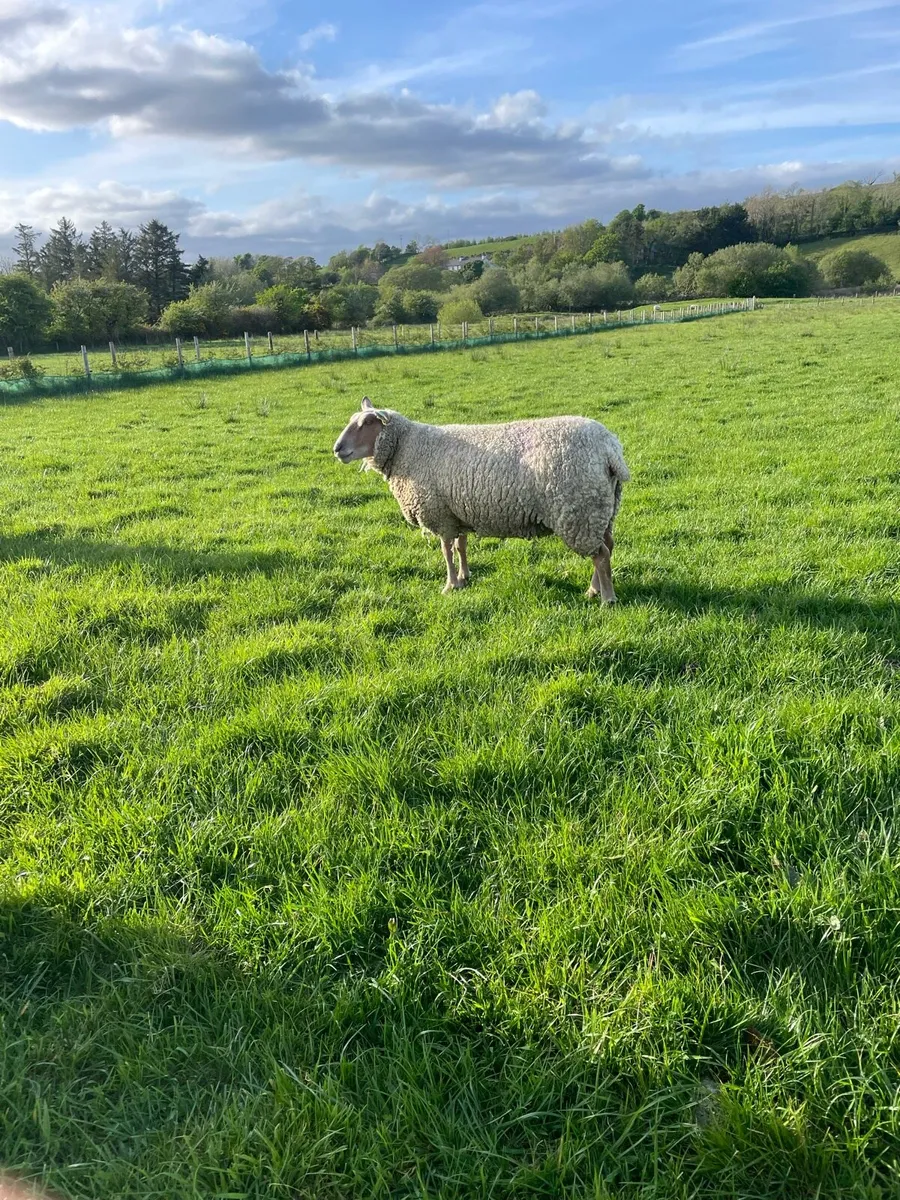 Pedigree charollais ewes for sale - Image 2