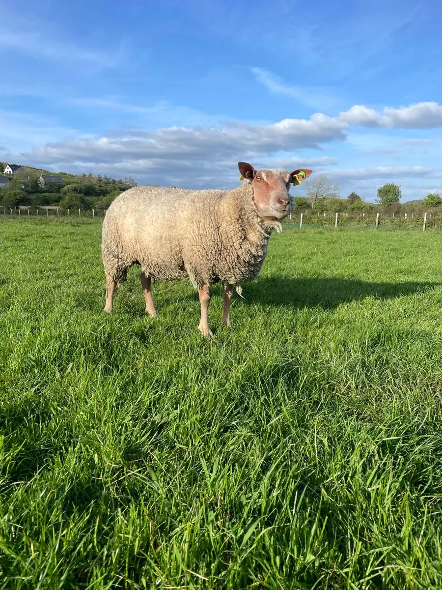 Pedigree charollais ewes for sale - Image 1