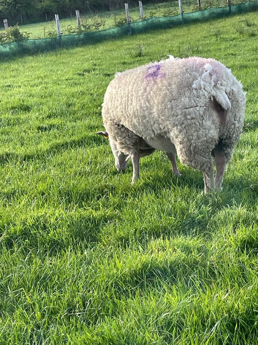 Pedigree charollais ewes for sale - Image 3