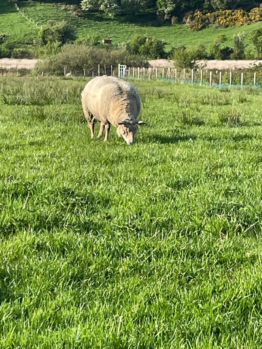 Pedigree charollais ewes for sale - Image 4