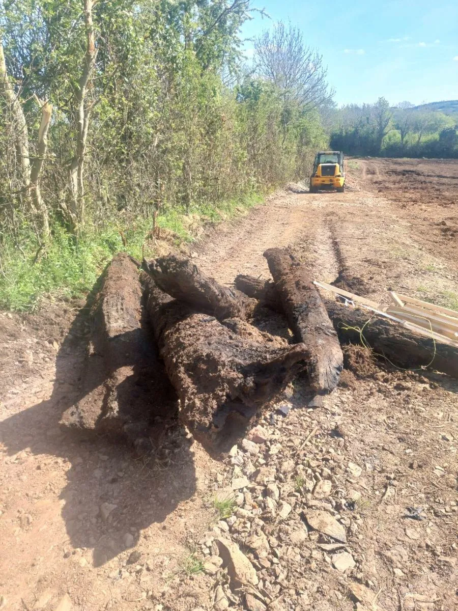 Irish bog oak - Image 1