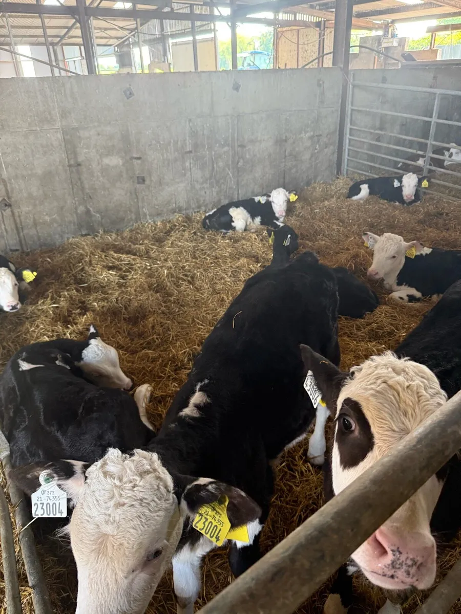 Hereford calves