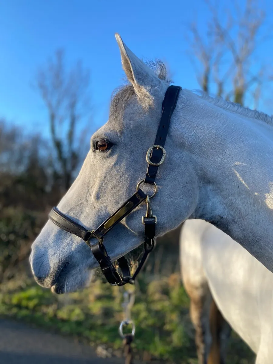 Full up 148cm 6 year old Connemara mare - Image 1