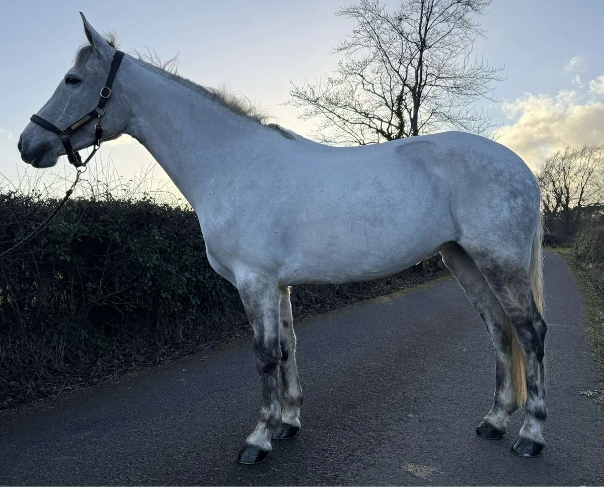 Full up 148cm 6 year old Connemara mare - Image 2