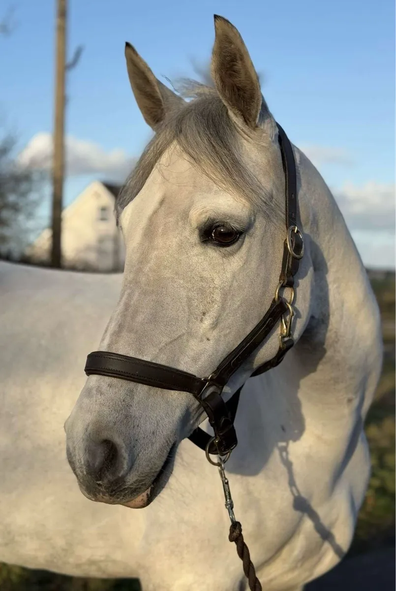 Full up 148cm 6 year old Connemara mare - Image 3