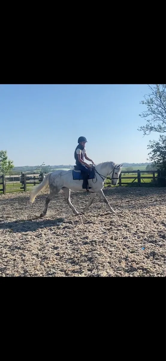 Full up 148cm 6 year old Connemara mare - Image 4